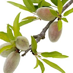 【未開封】ソティス　ネトワイヨンドマタン　洗顔クリーム　125ml 2本 ネトワイヨンドマタン(ソティス)の通販・口コミ | 化粧品