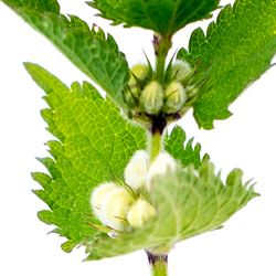 イルミネーティング マネジメント イルミネーティング フォーカス